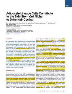 Adipocyte Lineage Cells Contribute to the Skin Stem