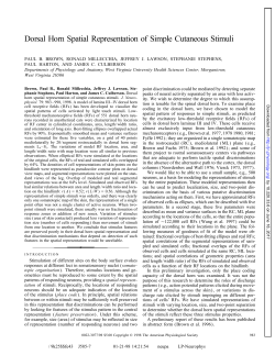 Dorsal Horn Spatial Representation of Simple Cutaneous Stimuli