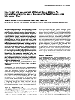 Innervation and Vasculature of Human Sweat Glands: An