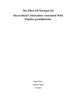 The Effect Of Nitrogen On Mycorrhizal Colonization Associated With