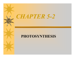 Photosynthesis - EDHSGreenSea.net