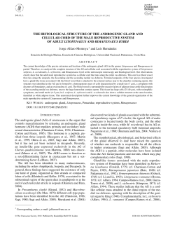 the histological structure of the androgenic gland and cellular cord of