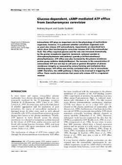 Glucose-dependent, CAMP-mediated ATP efflux from
