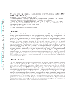 Spatial and topological organization of DNA chains induced by gene