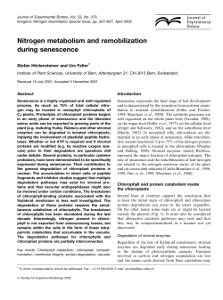 Nitrogen metabolism and remobilization during