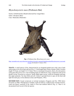 Rhynchonycteris naso (Proboscis Bat)