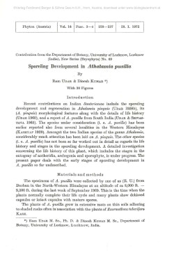 Sporeling Development in Athalamia pusilla