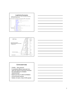 Lophotrochozoa Review and Echinodermata