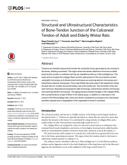 Structural and Ultrastructural Characteristics of Bone