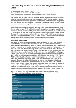 Understanding the Effects of Stress on Embryonic Mortality in Cattle