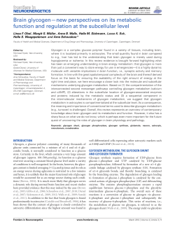 Brain glycogen&mdash;new perspectives on its metabolic function and