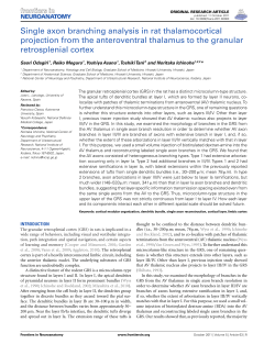 Single axon branching analysis in rat thalamocortical projection from