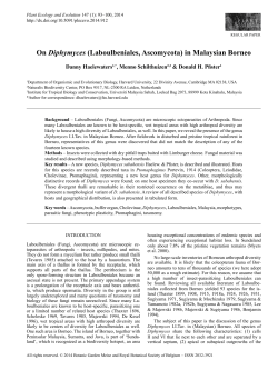 On Diphymyces (Laboulbeniales, Ascomycota) in Malaysian Borneo