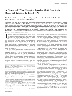 A Conserved IFN- Receptor Tyrosine Motif Directs the Biological