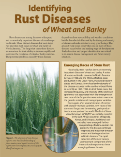 Rust Diseases - Field Crops Team