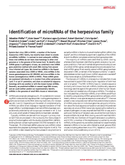 Identification of microRNAs of the herpesvirus family