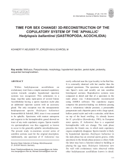 Hedylopsis ballantinei