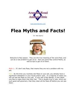 Flea Myths and Facts!