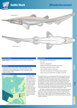 Goblin Shark - The Shark Trust