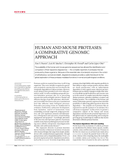 human and mouse proteases: a comparative genomic approach