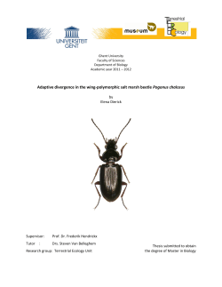 Adaptive divergence in the wing-polymorphic salt marsh beetle
