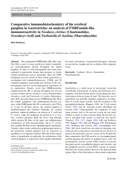 Comparative immunohistochemistry of the cerebral ganglion in