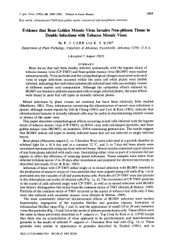 Evidence that Bean Golden Mosaic Virus Invades Non