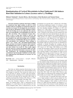 Randomization of Cortical Microtubules in Root Epidermal Cells