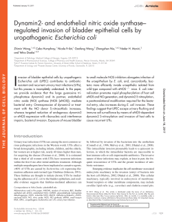 Dynamin2 - The Journal of Cell Biology