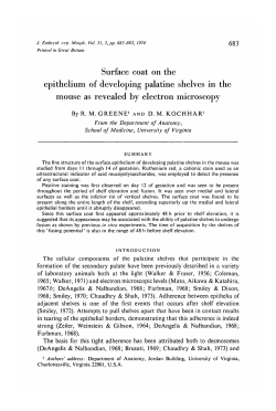 Surface coat on the epithelium of developing