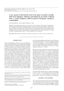 A new species of land hermit crab in the genus Coenobita Latreille