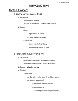Nervous Outline