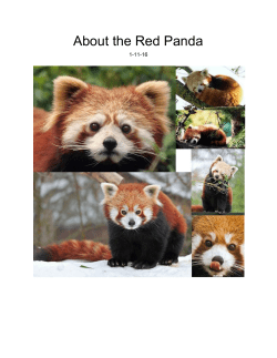 About the Red Panda