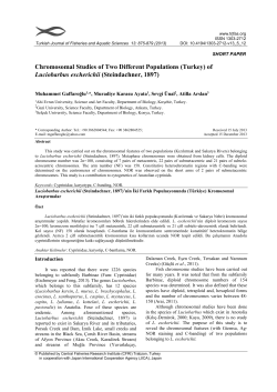 Chromosomal Studies of Two Different Populations (Turkey) of