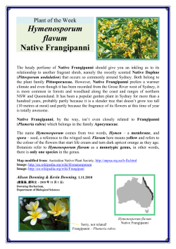 Hymenosporum flavum Native Frangipanni