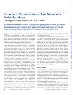 Sarcomeric Myosin Isoforms: Fine Tuning of a