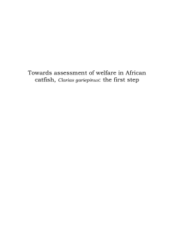 Towards assessment of welfare in African catfish, Clarias