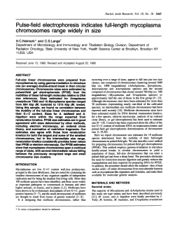 Pulse-field electrophoresis indicates full-length