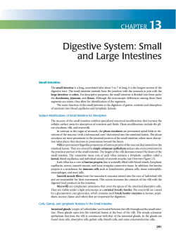 Digestive System: Smal1 and Large Intestines