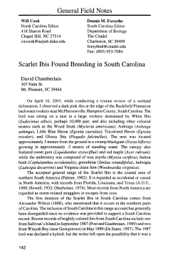Scarlet Ibis Found Breeding in South Carolina