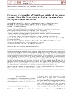 Molecular systematics of Caribbean skinks of the