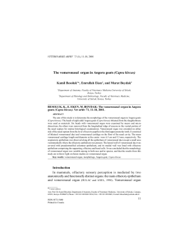 The vomeronasal organ in Angora goats (Capra hircus)