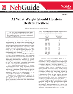 At What Weight Should Holstein Heifers Freshen?