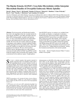 The Bipolar Kinesin, KLP61F, Cross