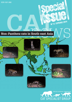 Non-Panthera cats in South-east Asia