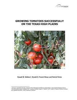 growing tomatoes successfully on the texas high plains