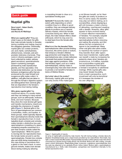 Nuptial gifts - Tufts University