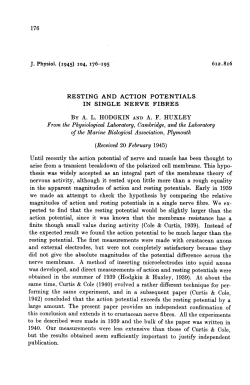 in the apparent magnitudes of action and resting potentials. Early in