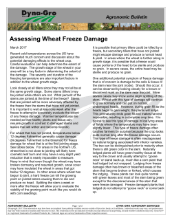 Assessing Wheat Freeze Damage - Dyna