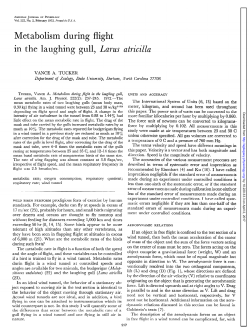 Metabolism during flight in the laughing gull